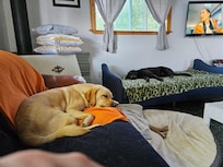 Dogs made themselves right at home.