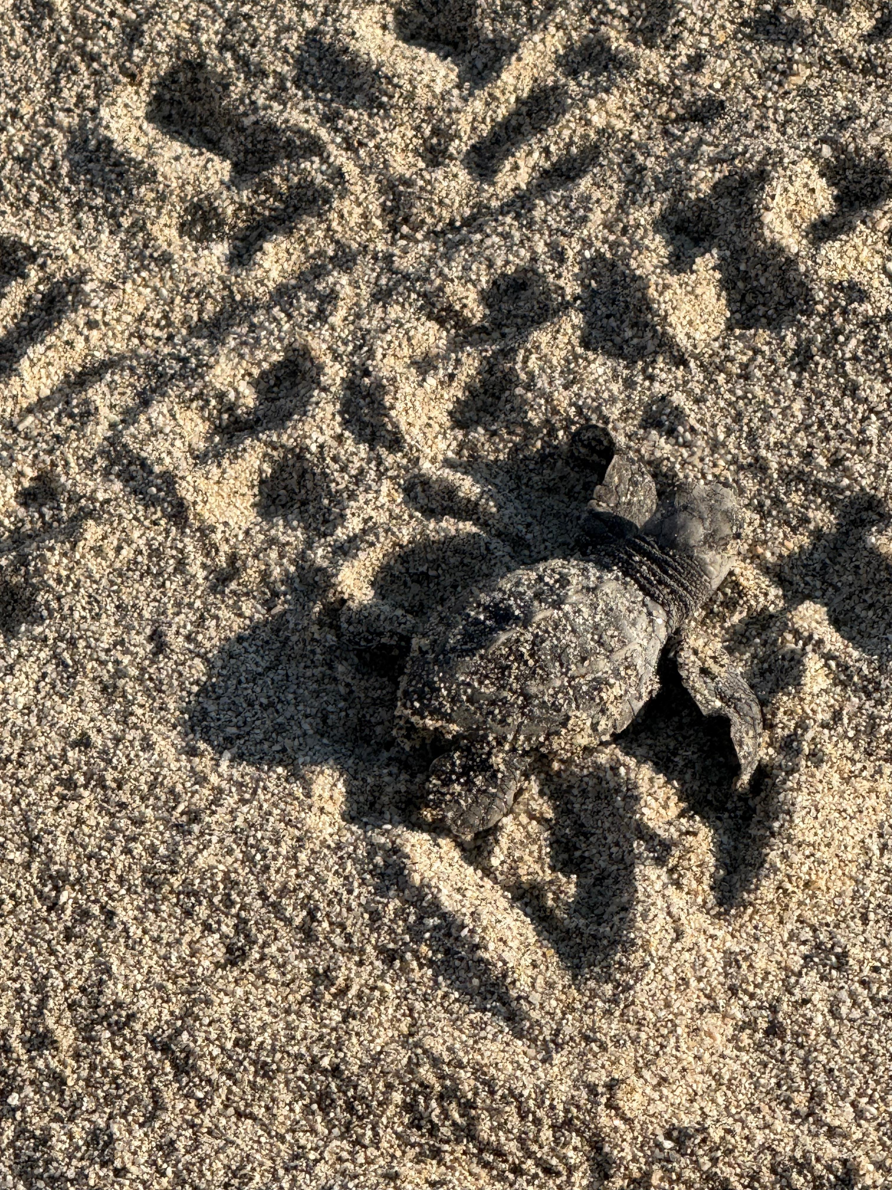 Saw a turtle release