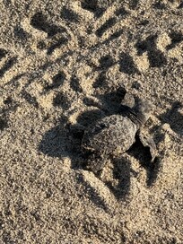 Saw a turtle release
