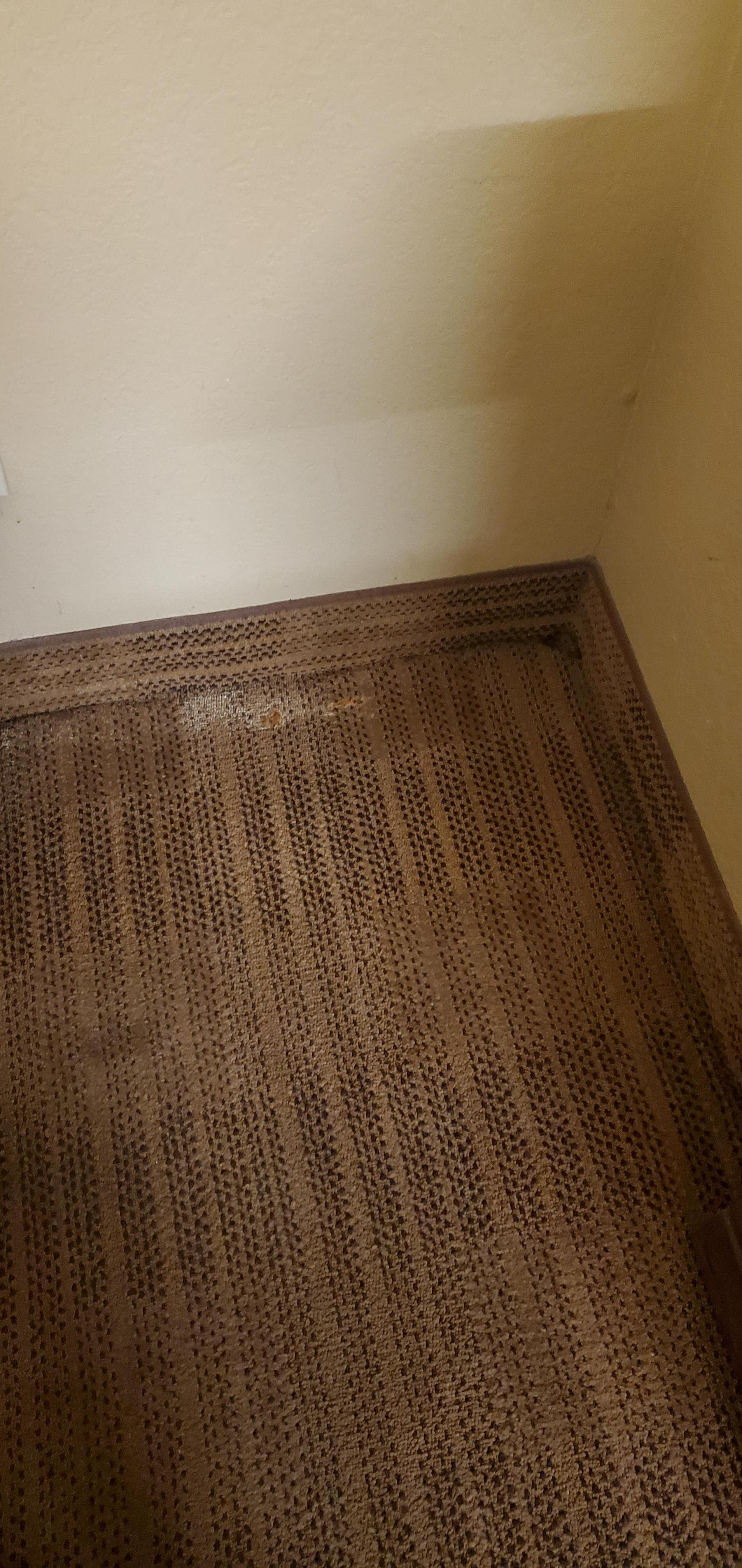 Possible dog urine which made the room really smell like a kennel