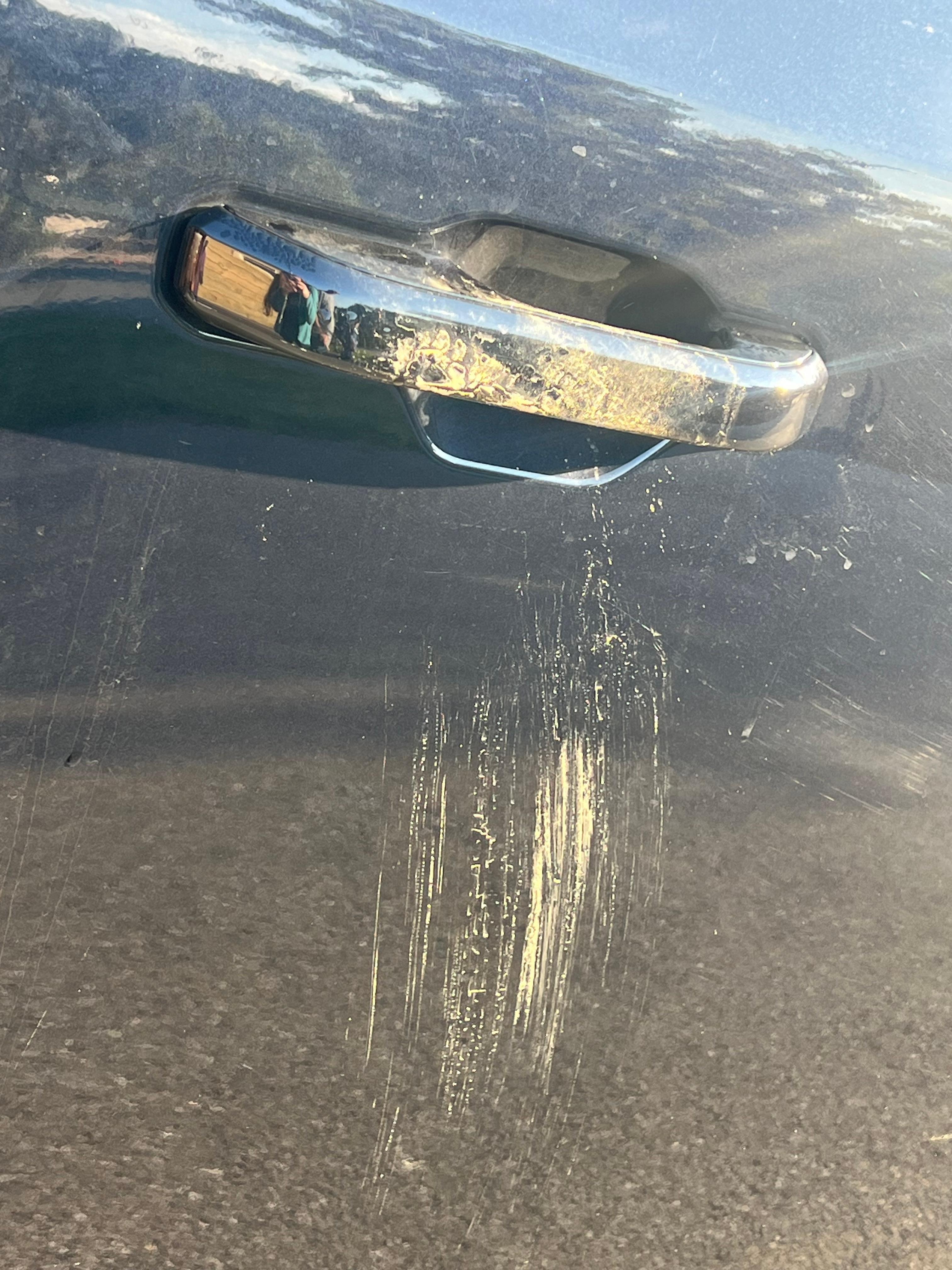 Bear attempted to get into our vehicle. Left dirt but no scratches. 