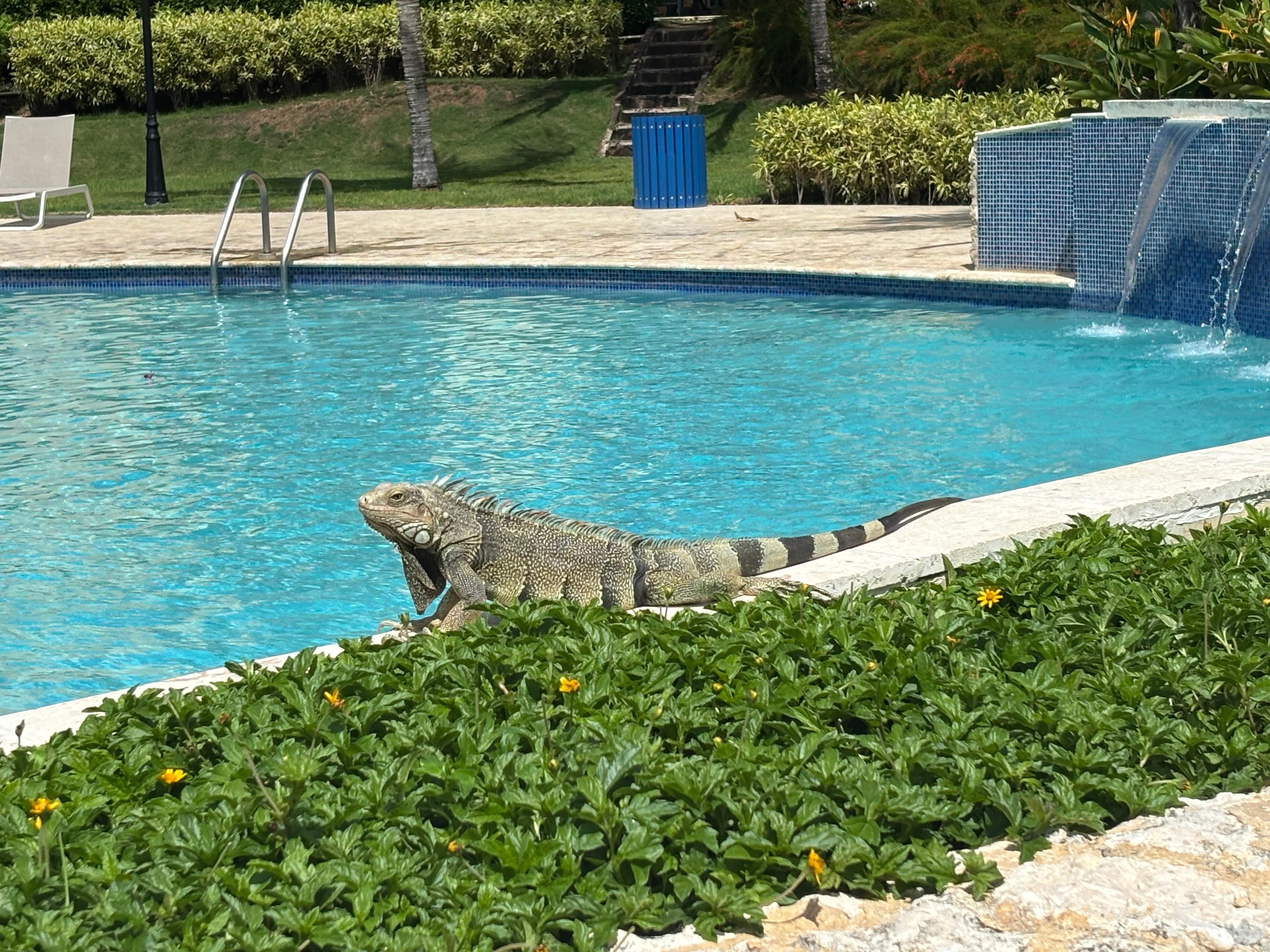 Friends around the pool