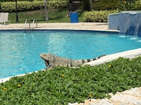 Friends around the pool