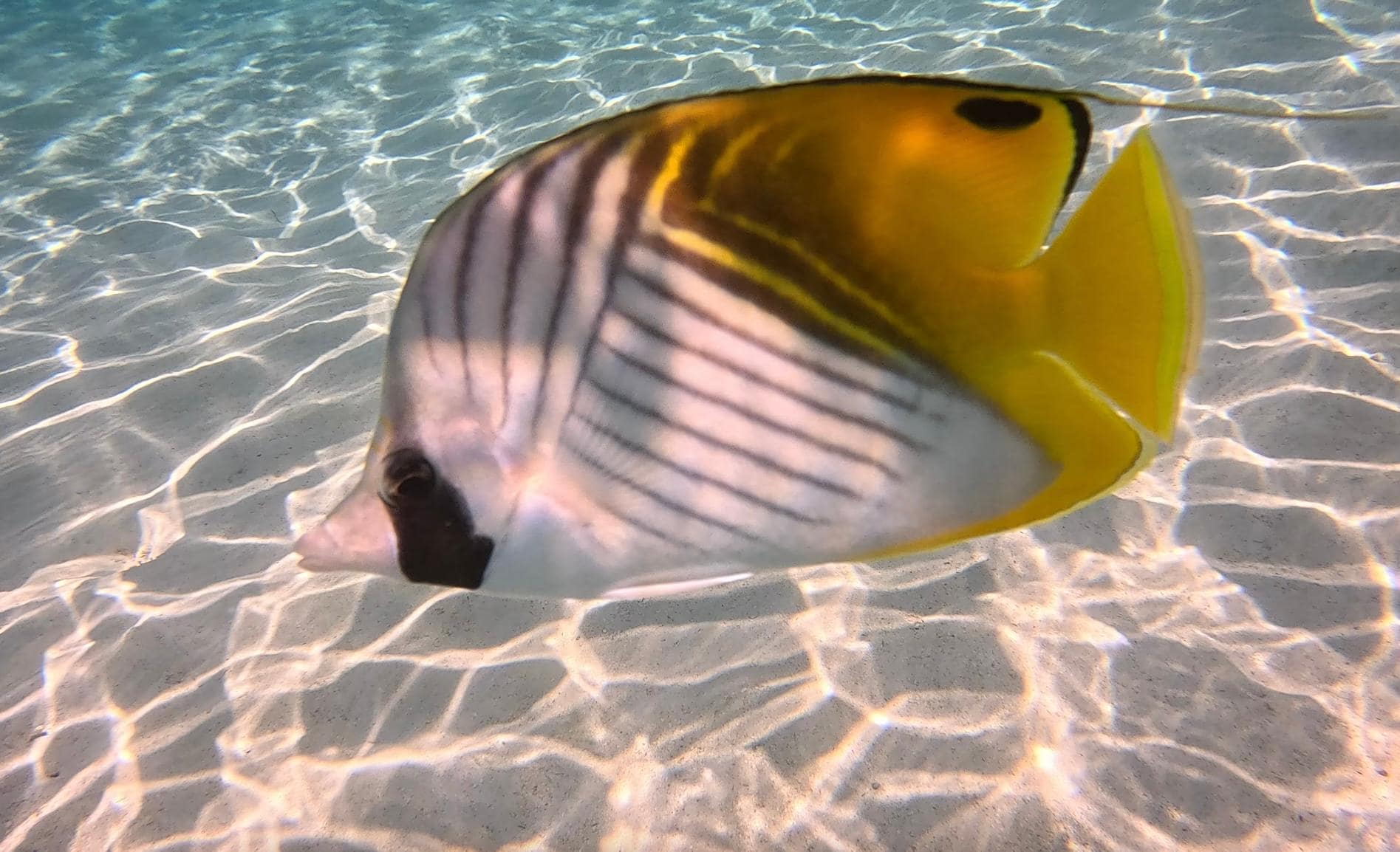 Great snorkeling, hikes, and restaurants nearby