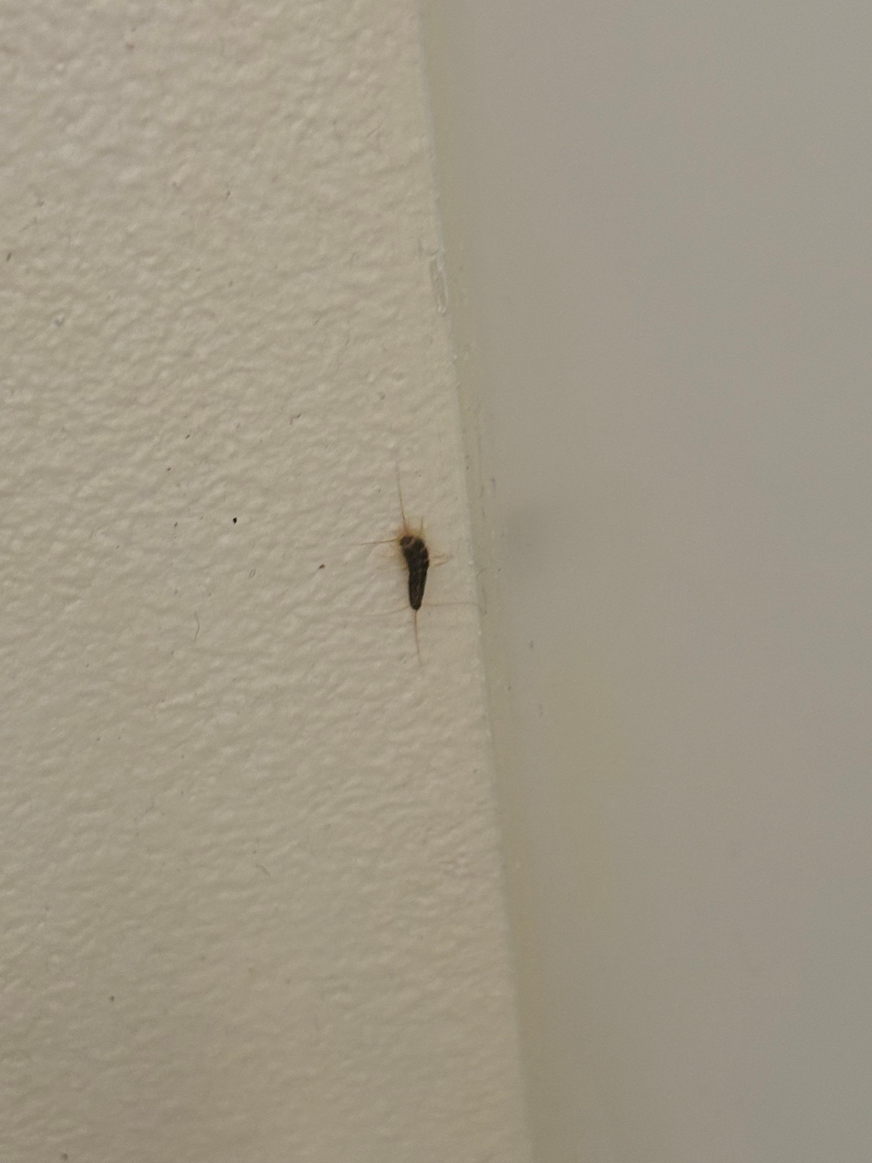 Silverfish in bathroom