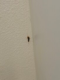 Silverfish in bathroom