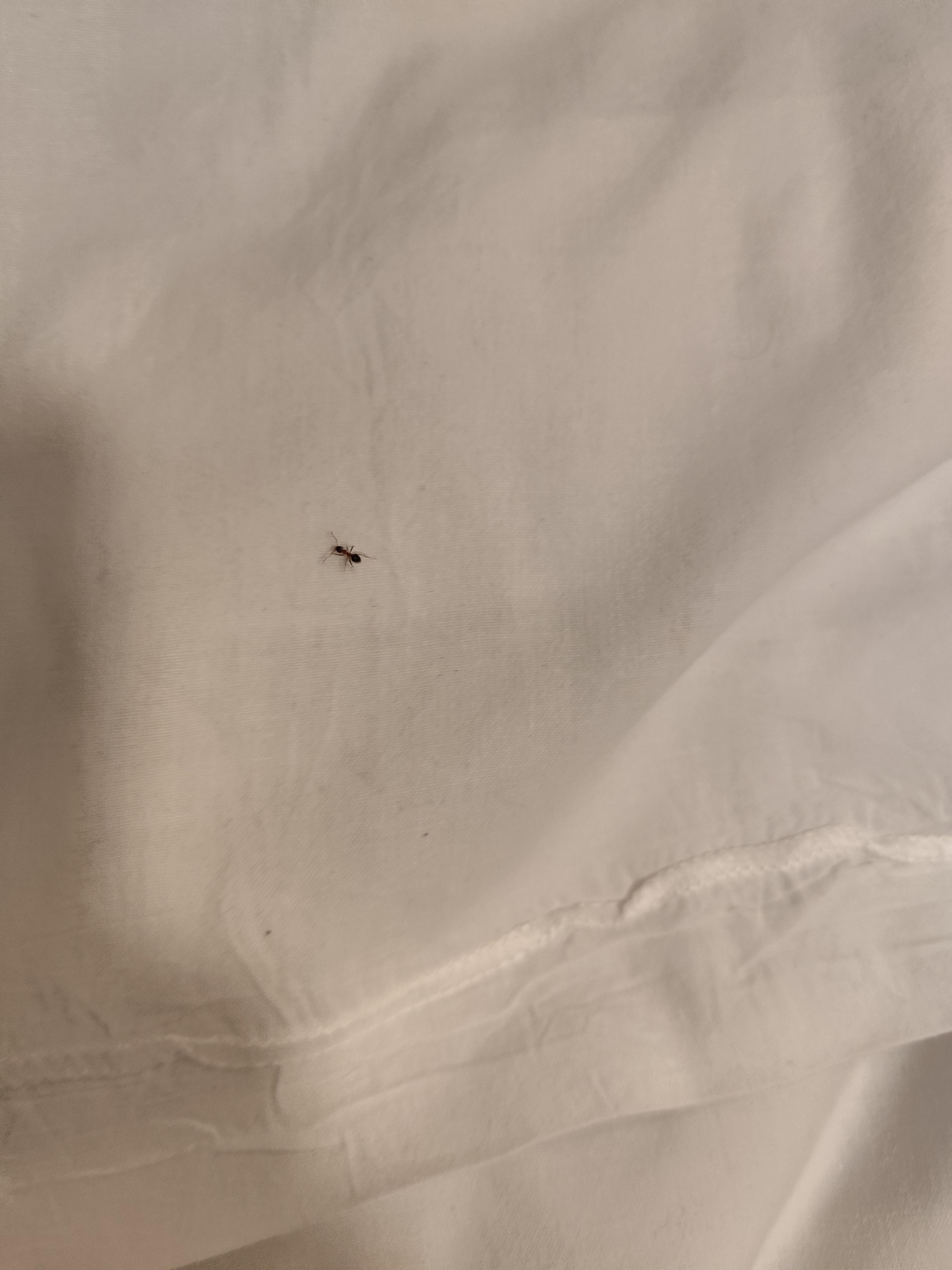 Fourmis sur le lit