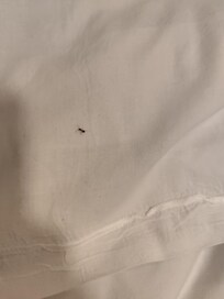 Fourmis sur le lit