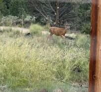 Deer on property at dusk.