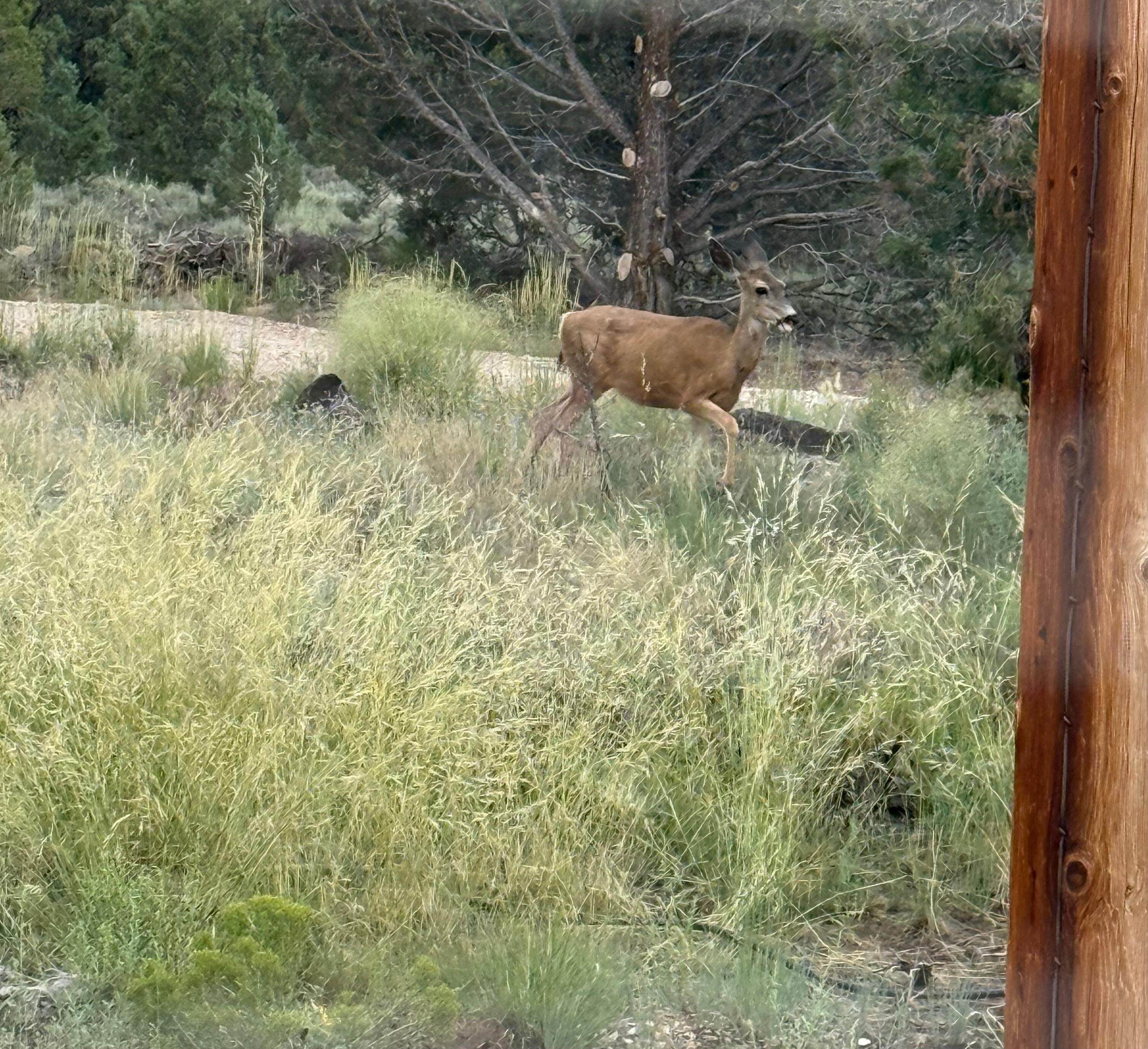 Deer on property at dusk.