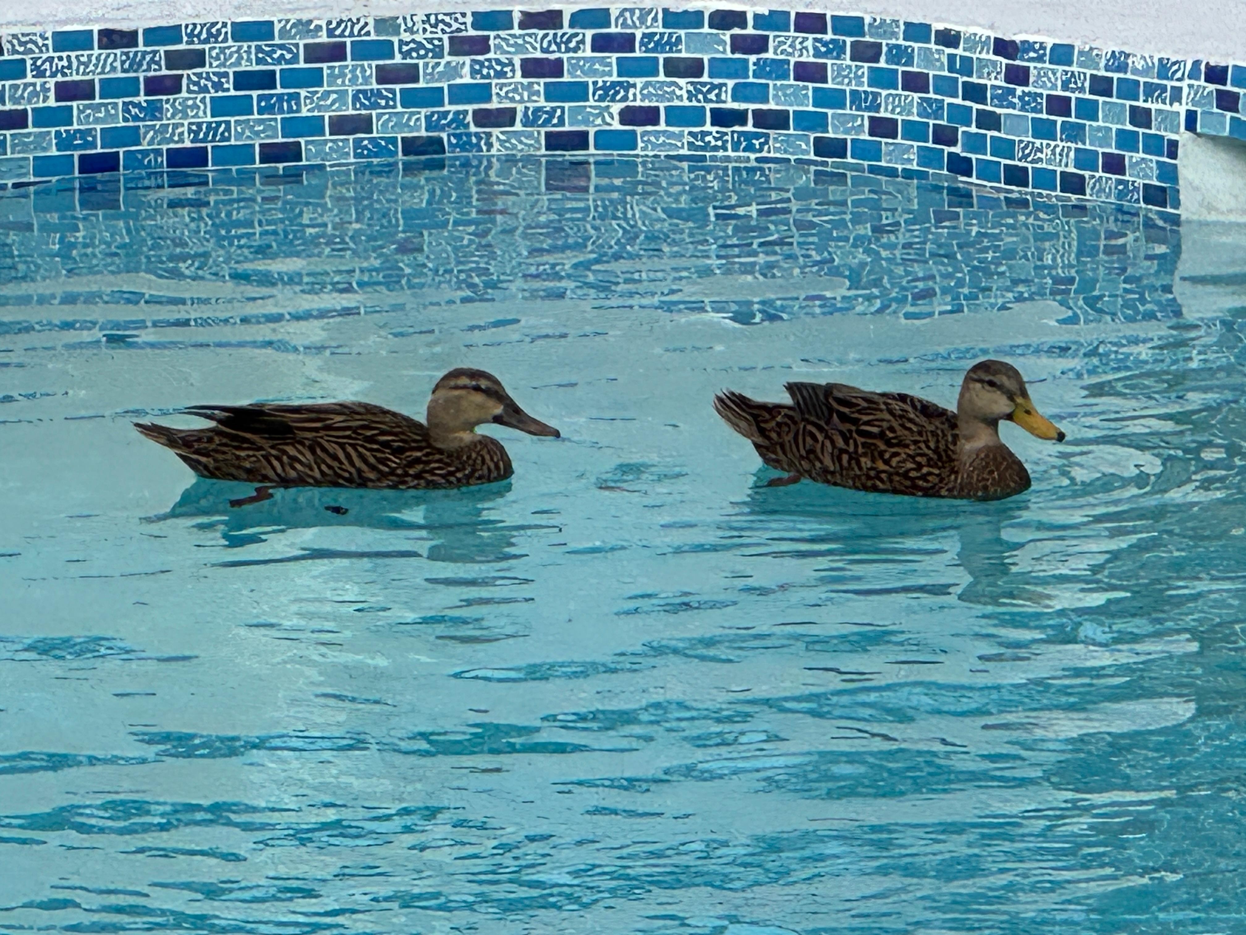 The ducks liked the pool too!