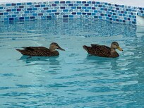 The ducks liked the pool too!