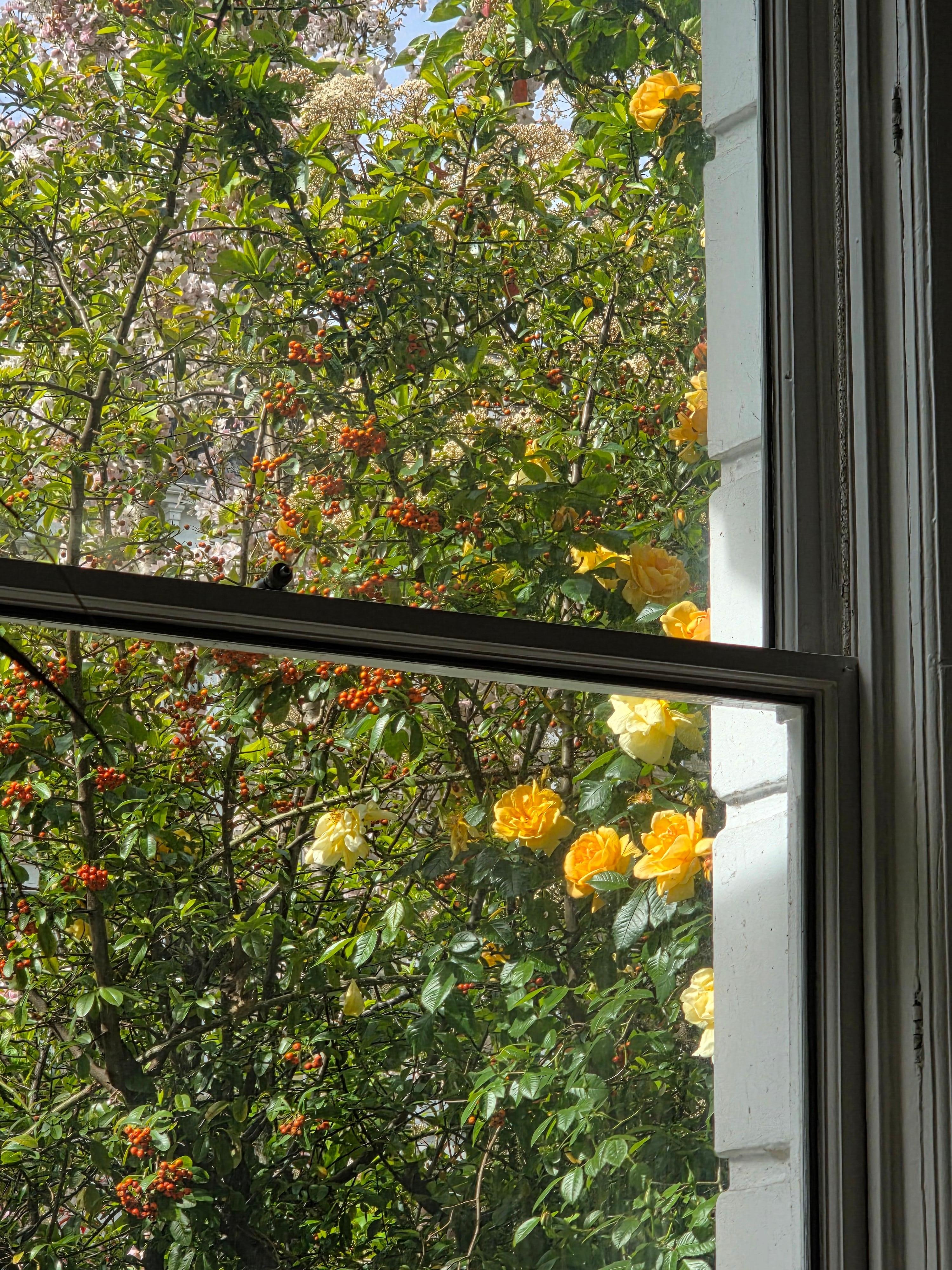 Lovely view out of living room windows 