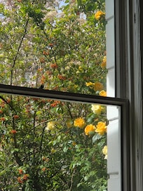 Lovely view out of living room windows