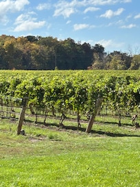 Local winery-