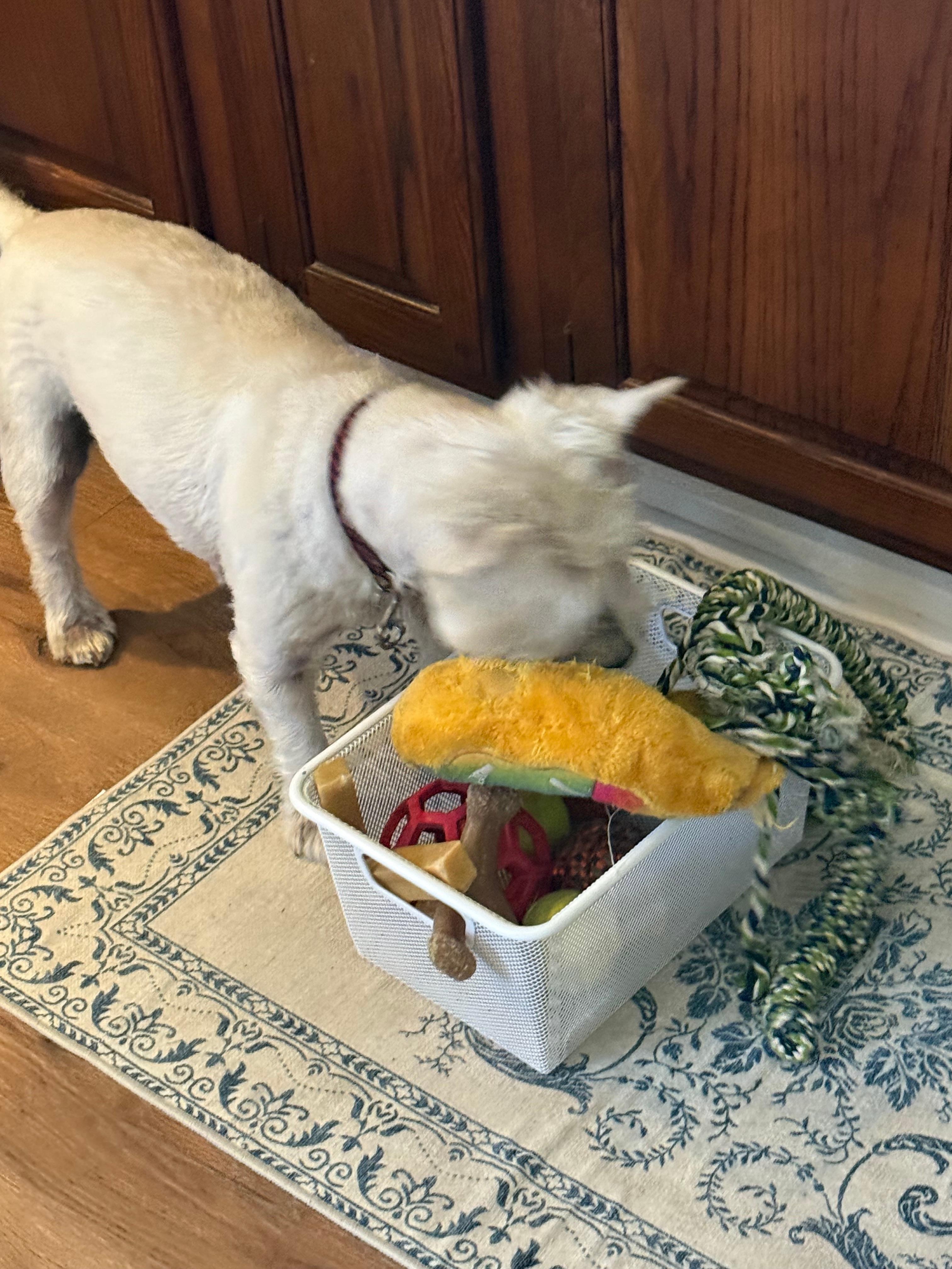 Rufus found the dog toys