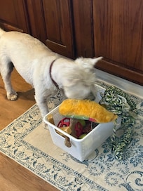 Rufus found the dog toys