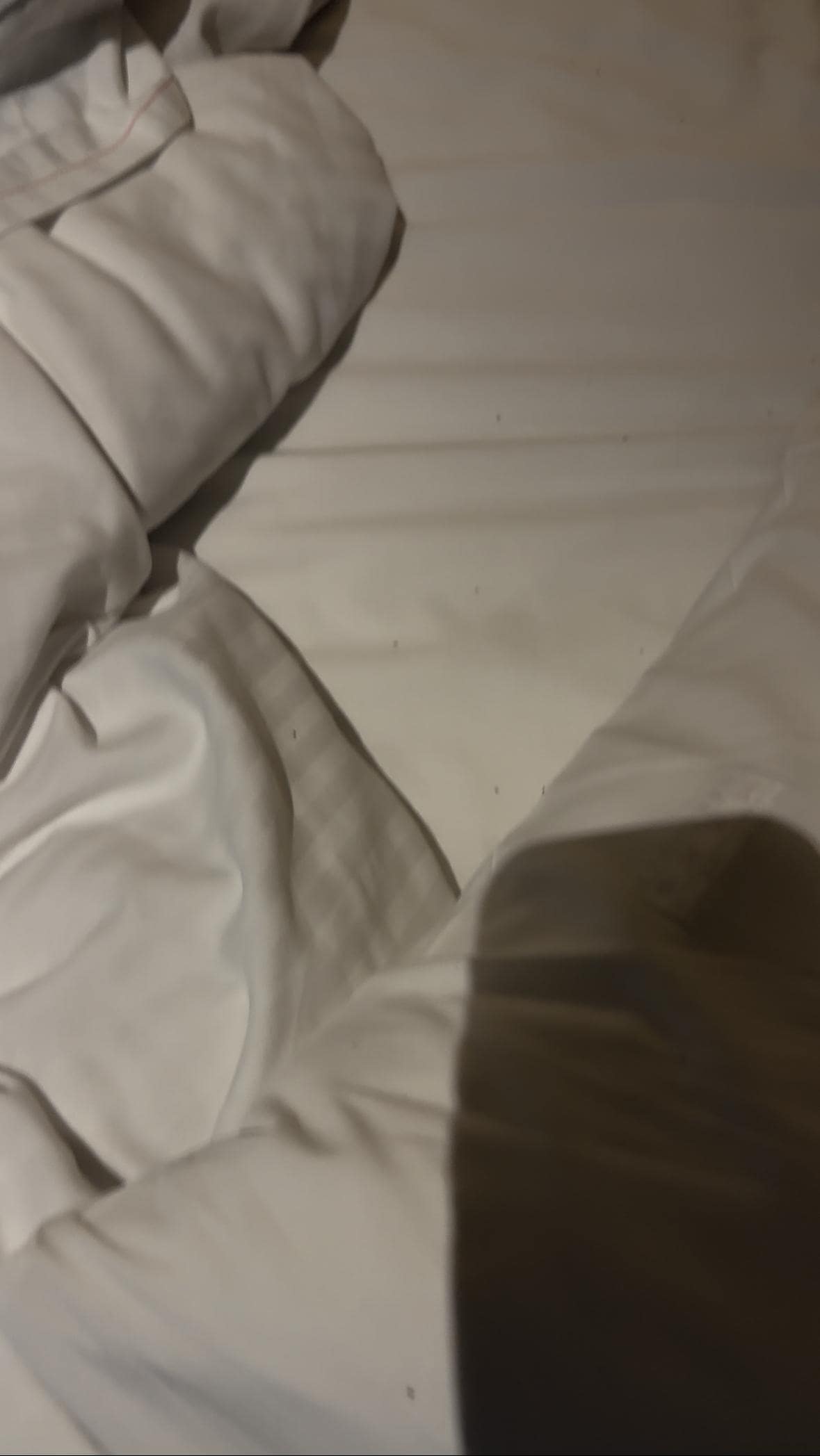 all these black dots are ants on pillow - screenshot taken from our videos