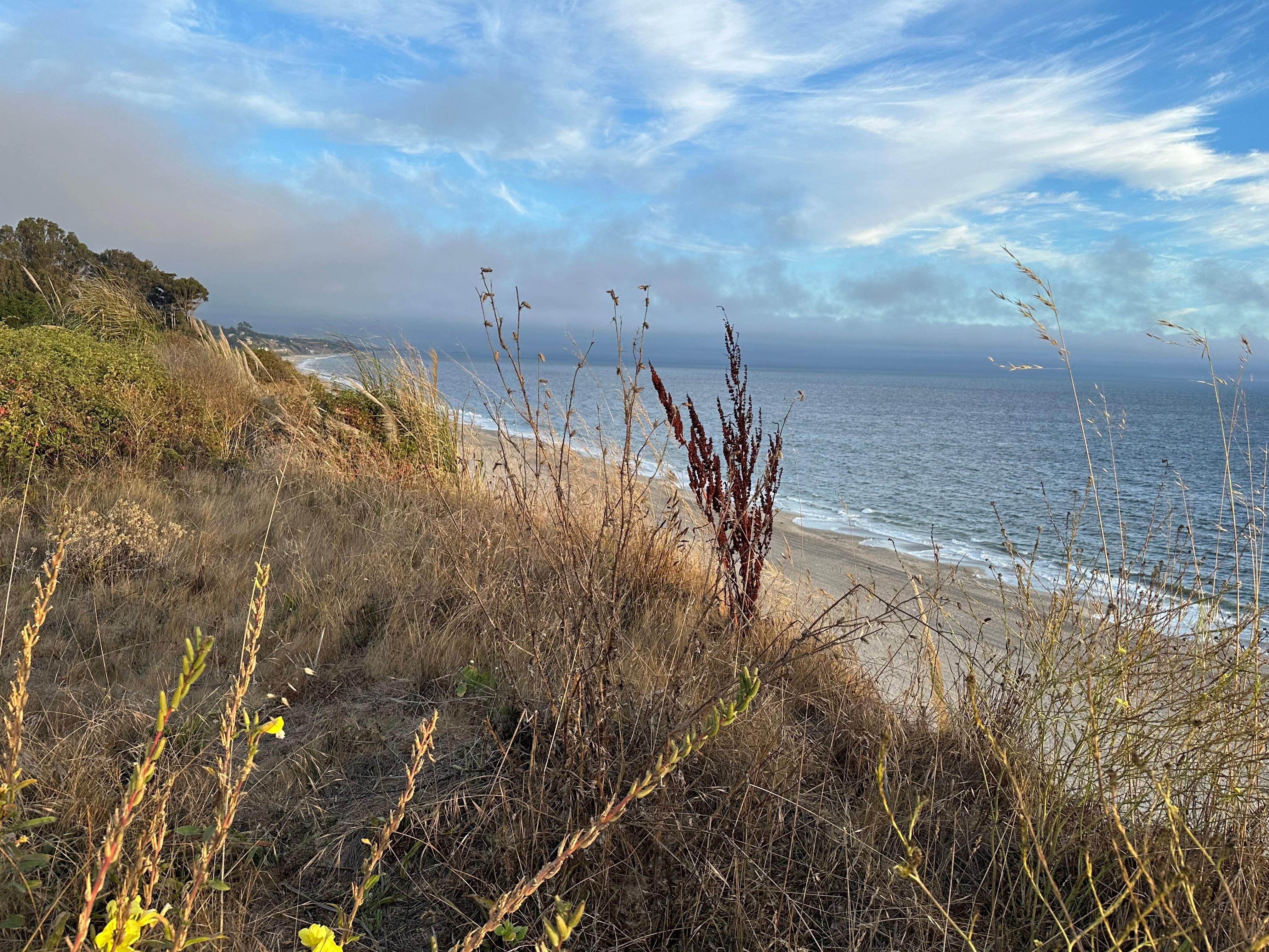 Flowers along the beach 