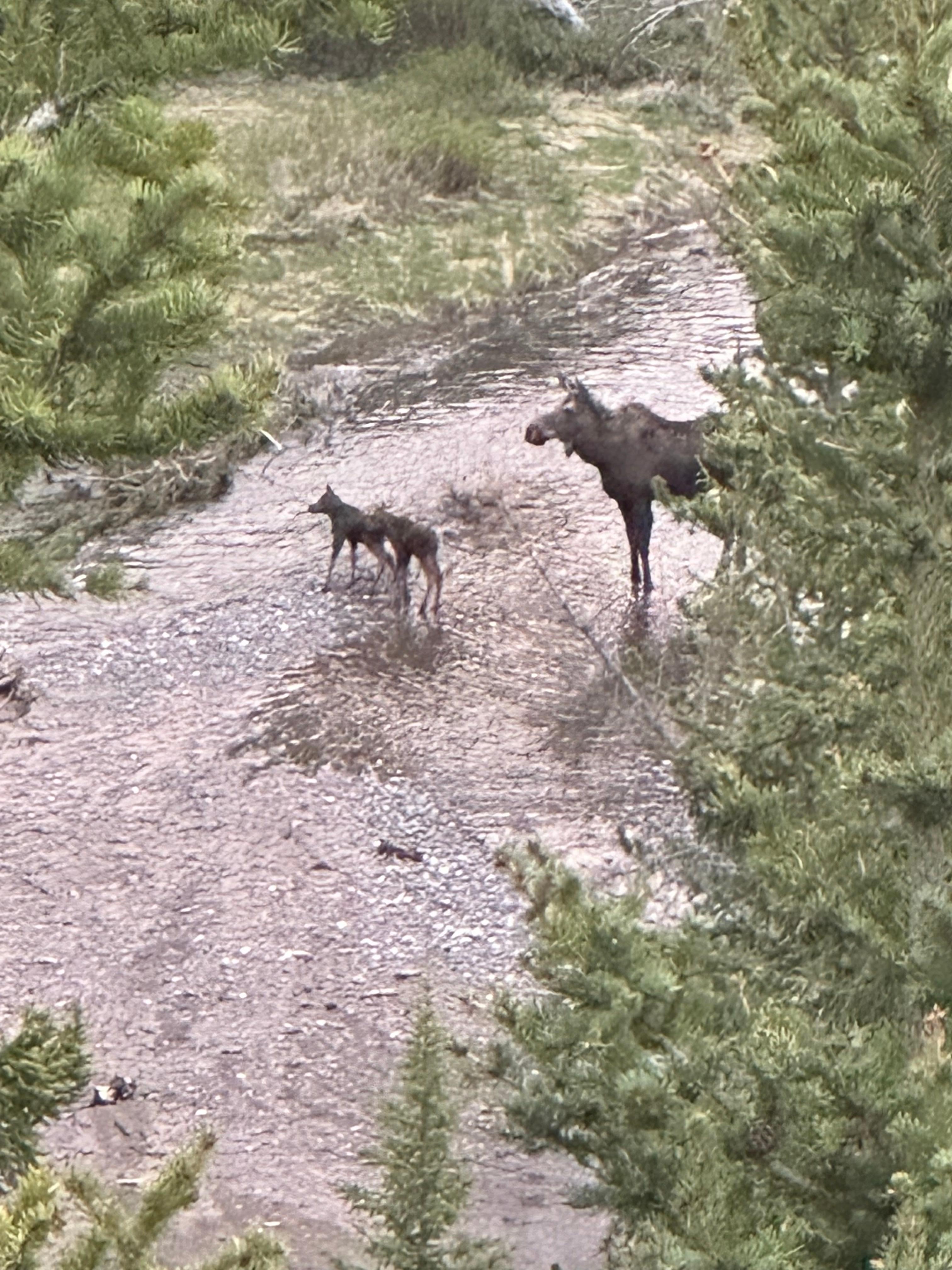 Evening time with Mamma moose and her twins. 
Soda Butte Creek