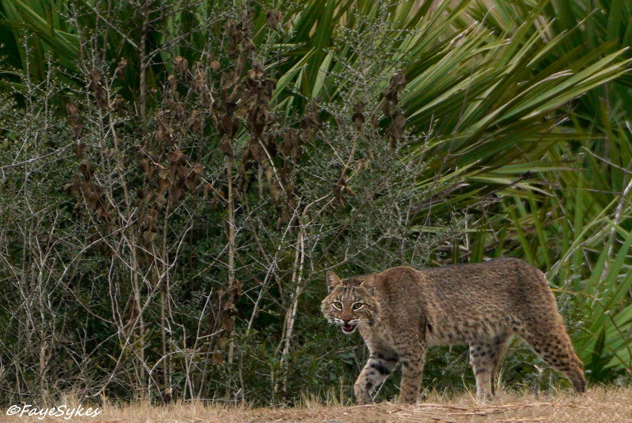 Bobcat at St. Mark's National Wildlife Reserve