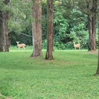 Late afternoon visitors