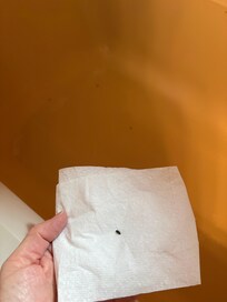 Mouse excrement