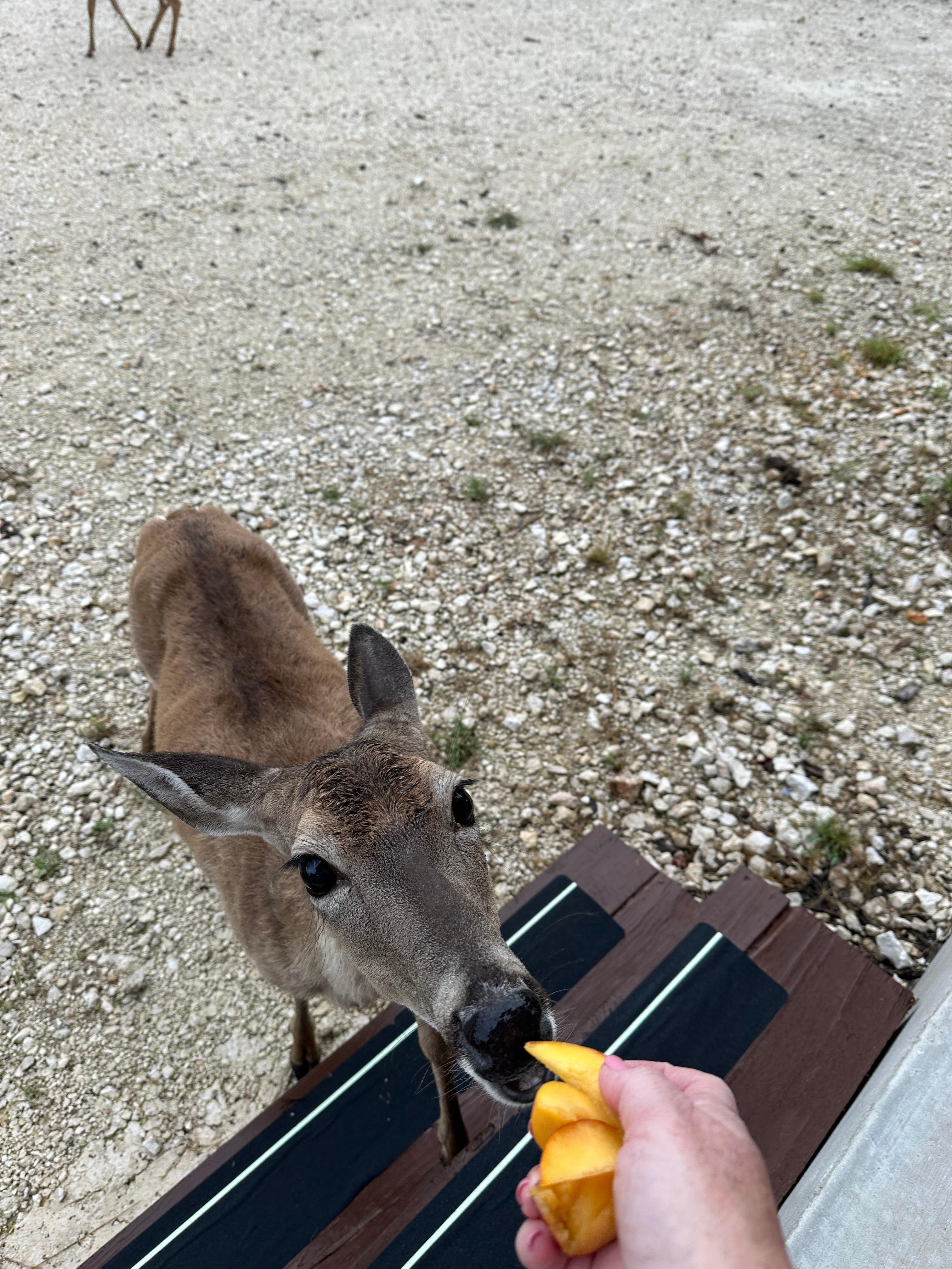 Debrah eating peaches