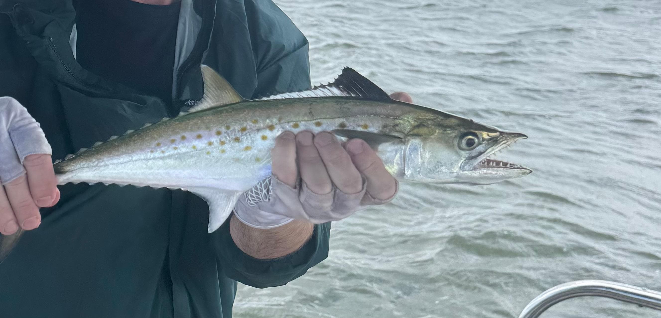 Spanish mackerel- monster teeth!
