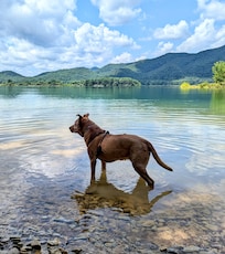 Lake Moomaw
