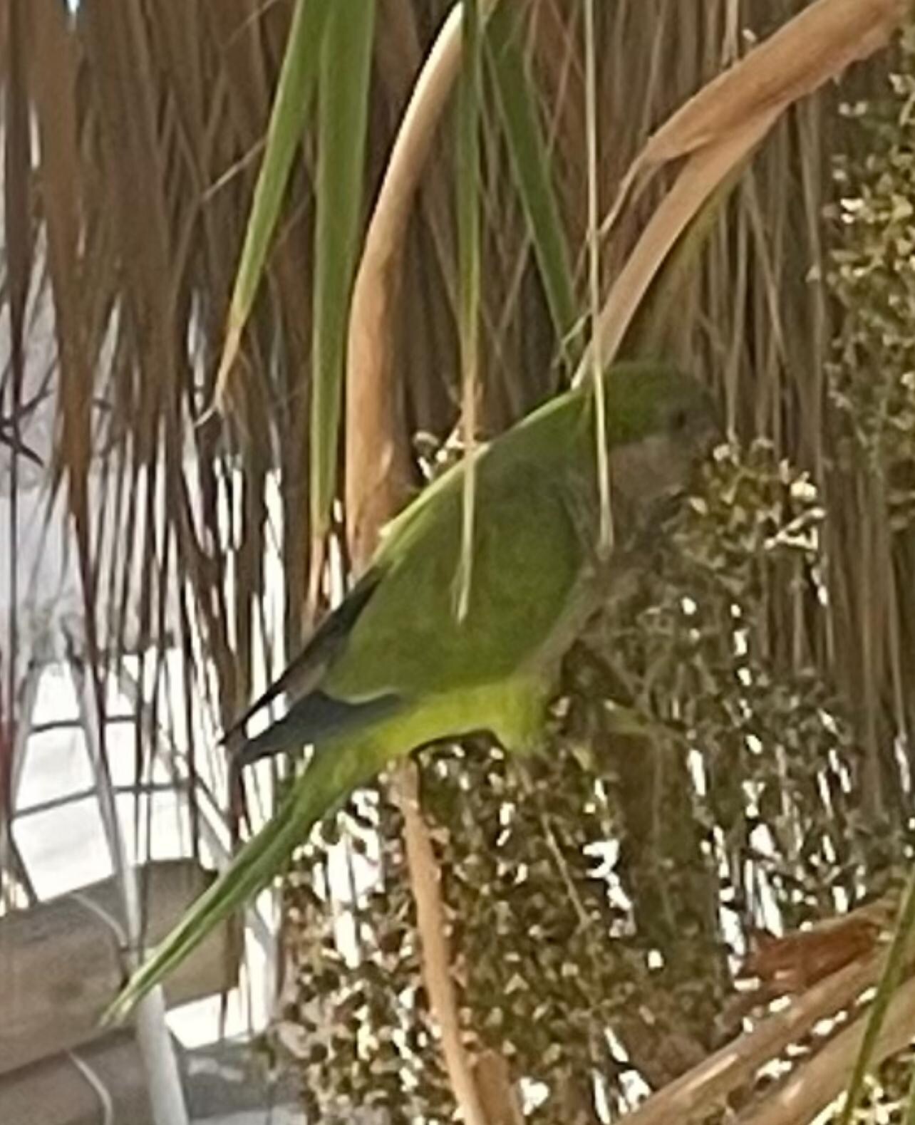 La cortita. 
