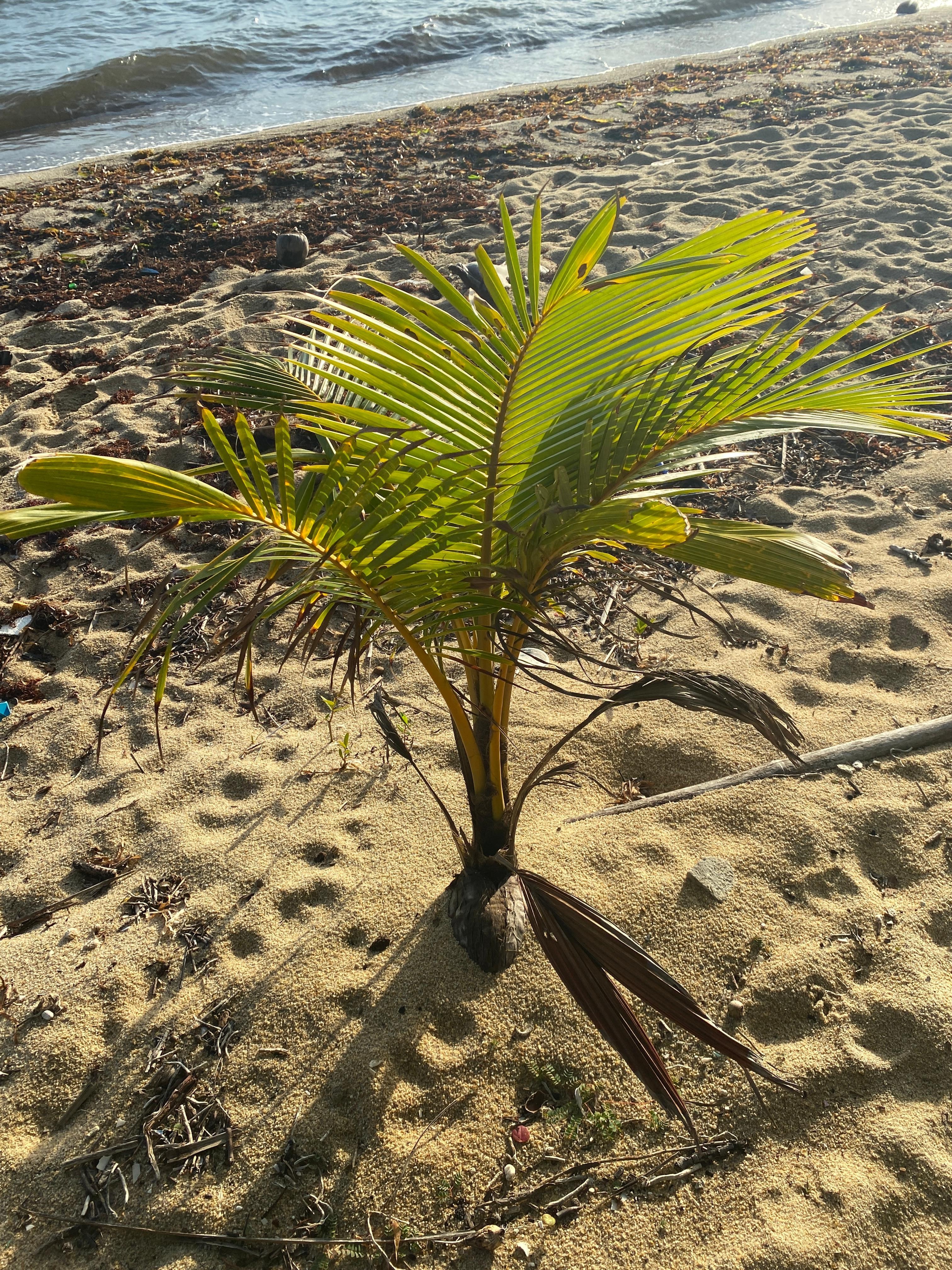 Coconuts naturally grow on the beach 