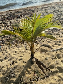 Coconuts naturally grow on the beach