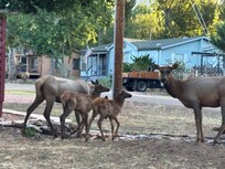 Out for an early morning walk and came across some locals