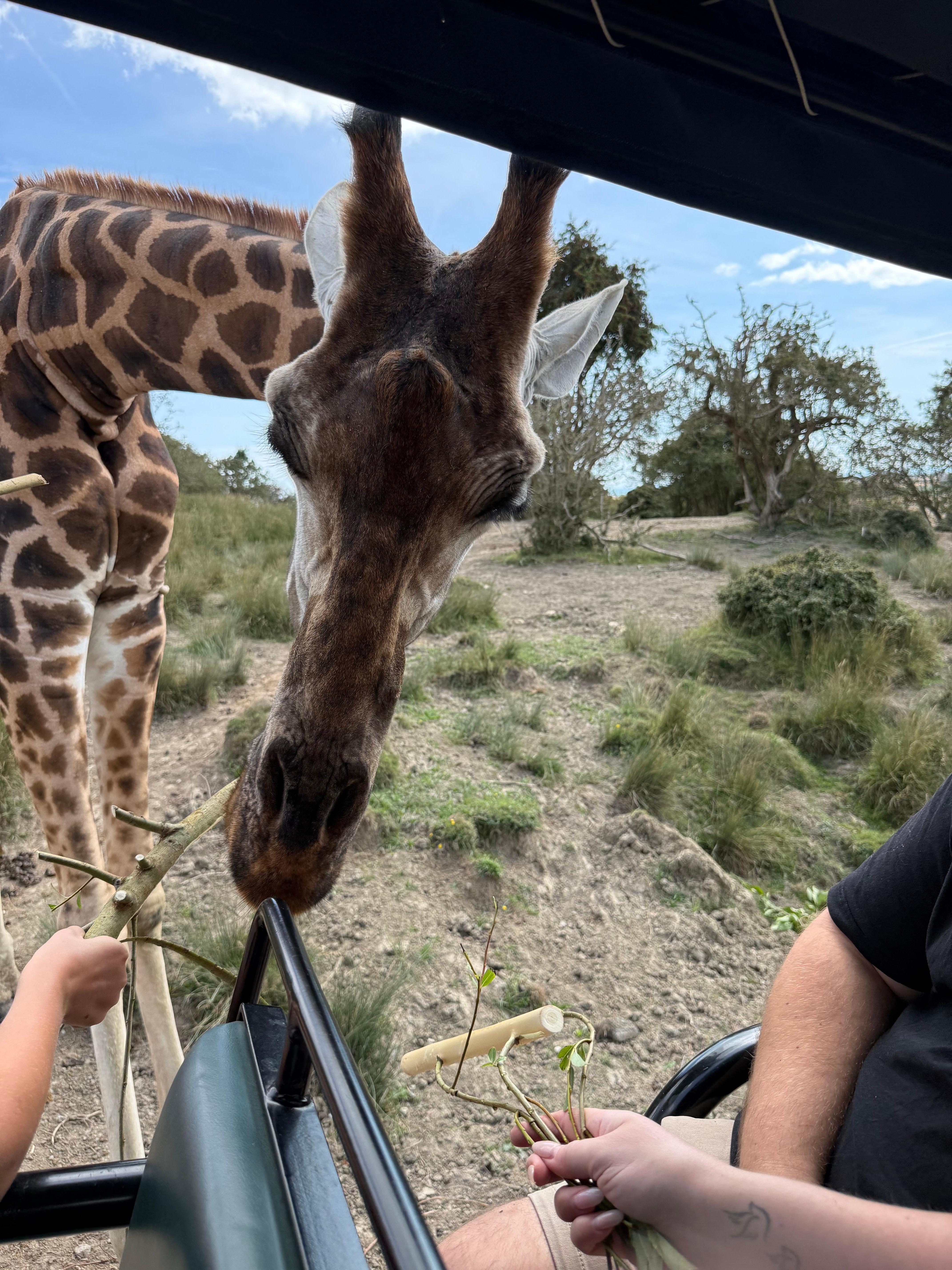 Feeding the giraffes 
