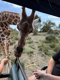Feeding the giraffes