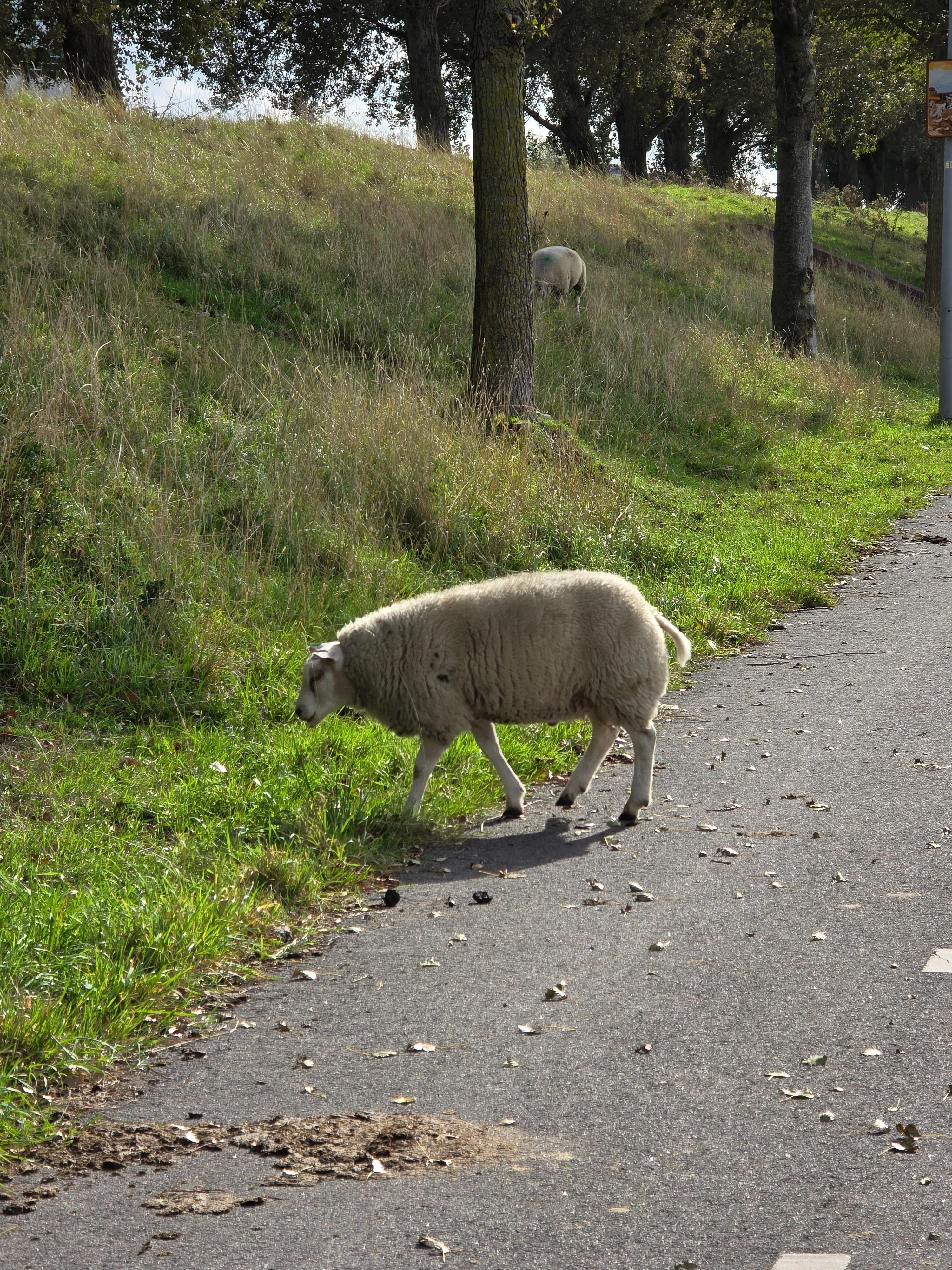 Surprising sheep encounter