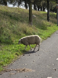 Surprising sheep encounter