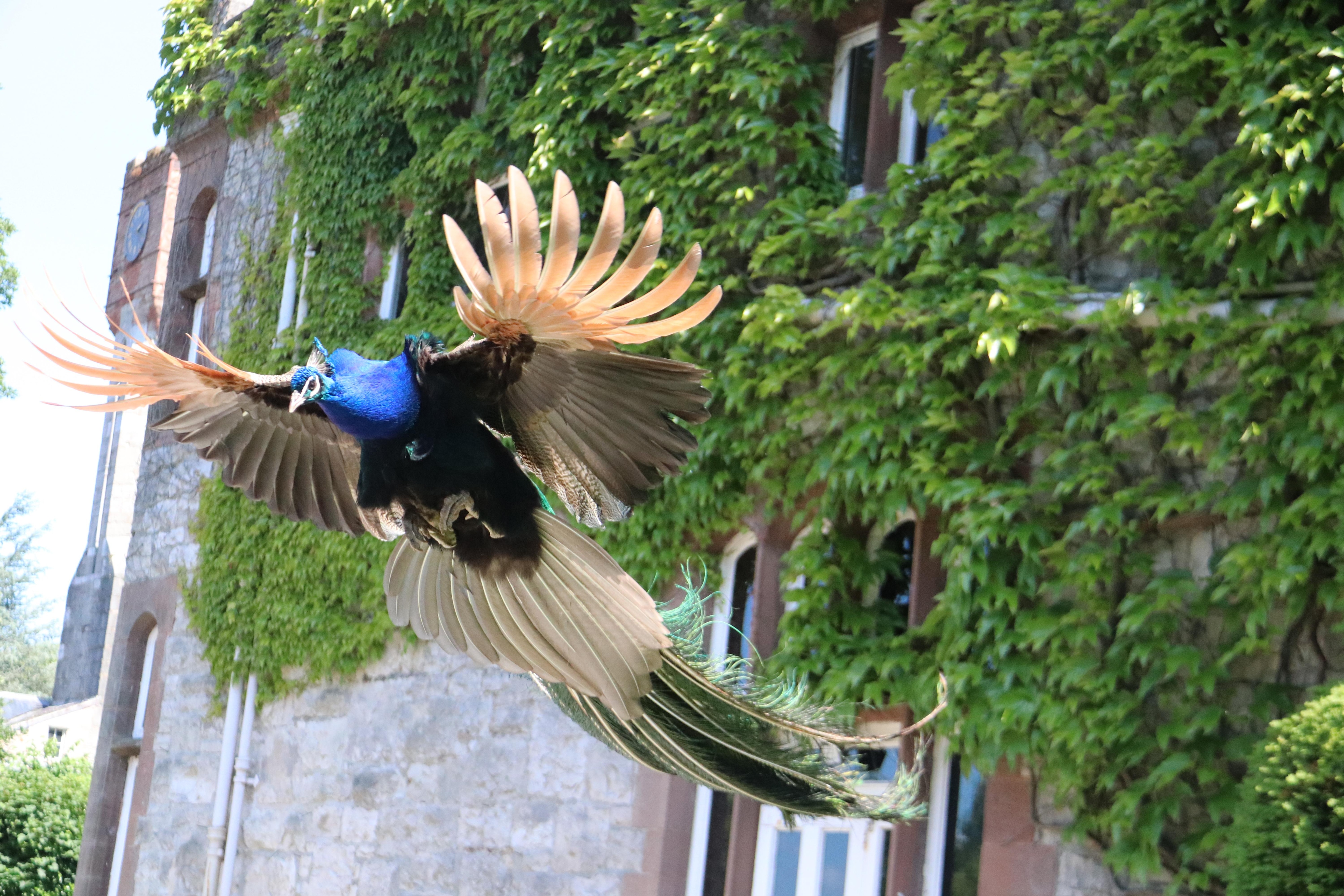Peacocks do sort of fly!