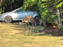 Front yard visitors!!!