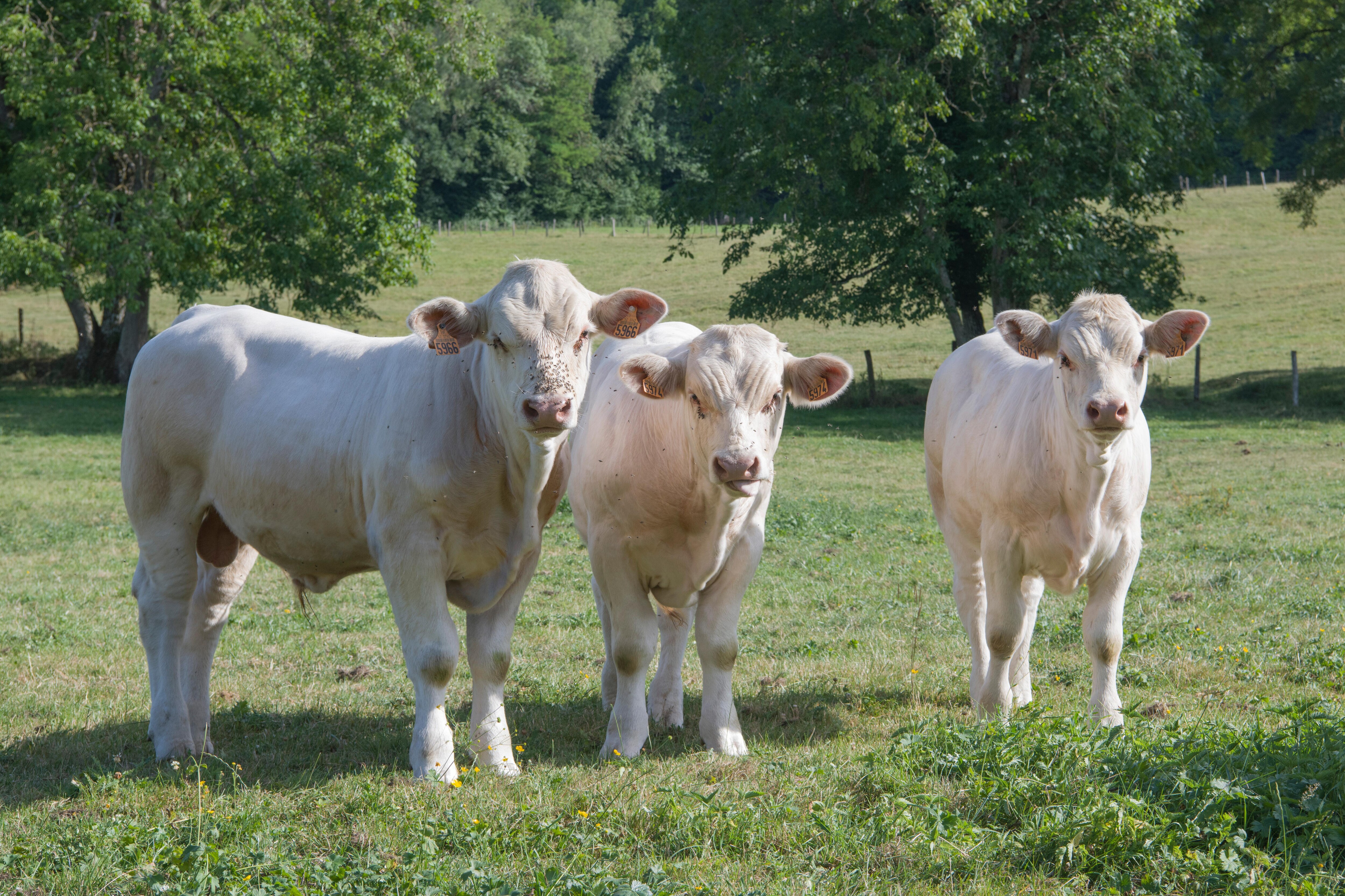Some of the cows we enjoyed the company of.