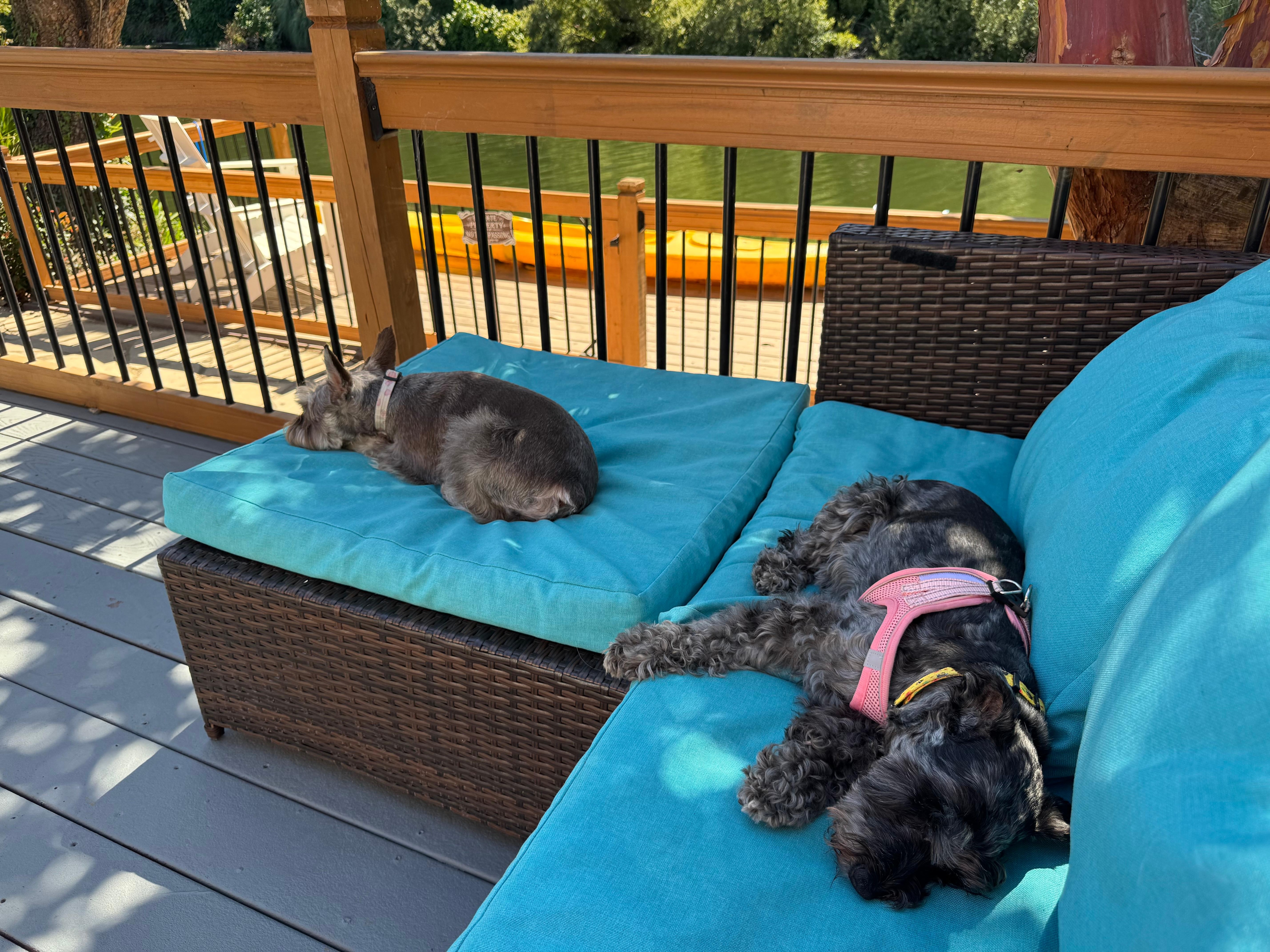 Both dogs chilling on the deck. 