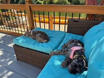 Both dogs chilling on the deck.
