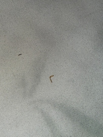 Cockroach leg
