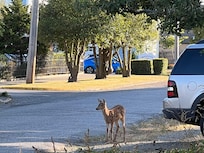 Deer all over the neighborhood. Lovely.