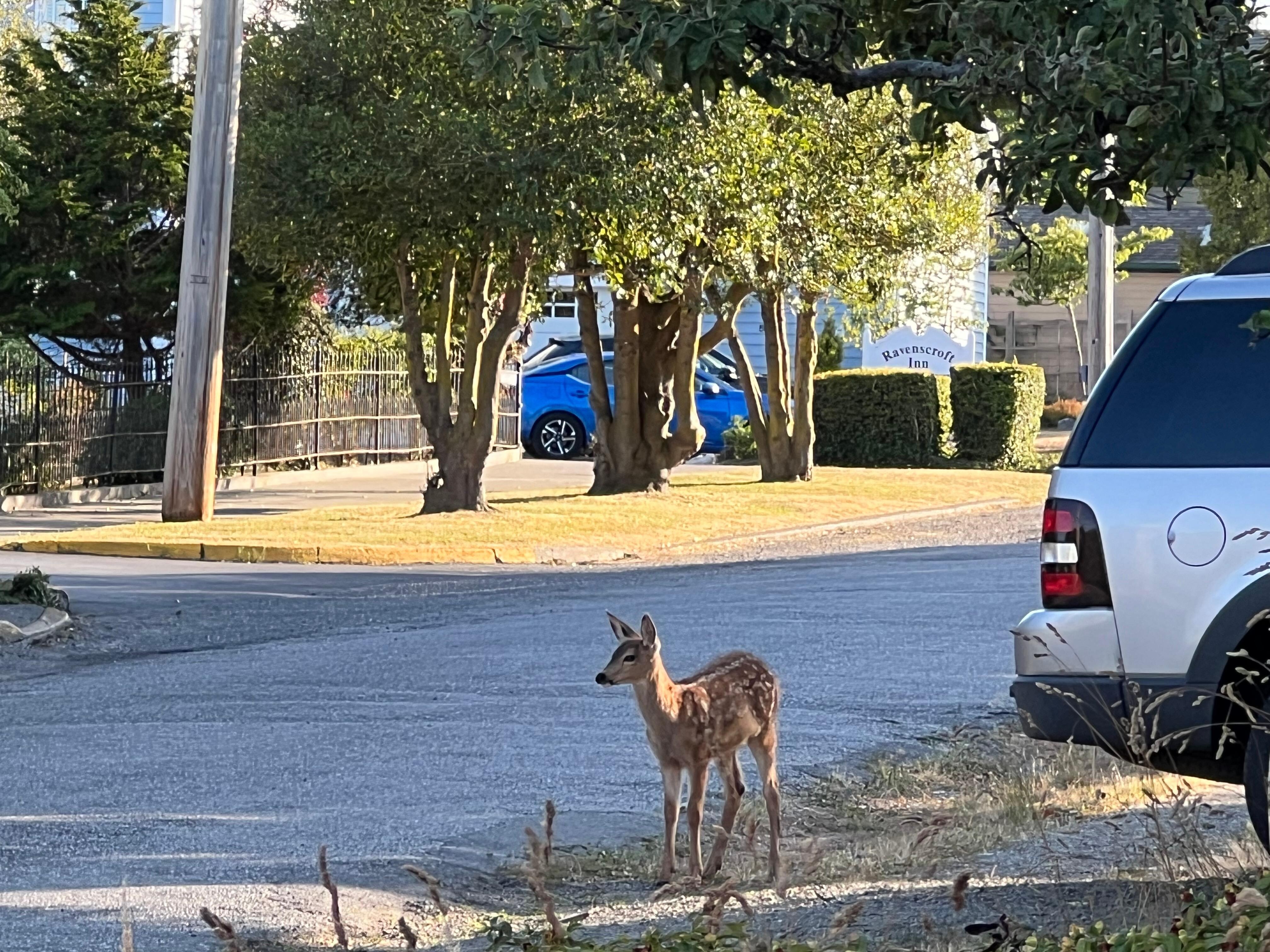 Deer all over the neighborhood.  Lovely. 
