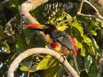Resident toucan