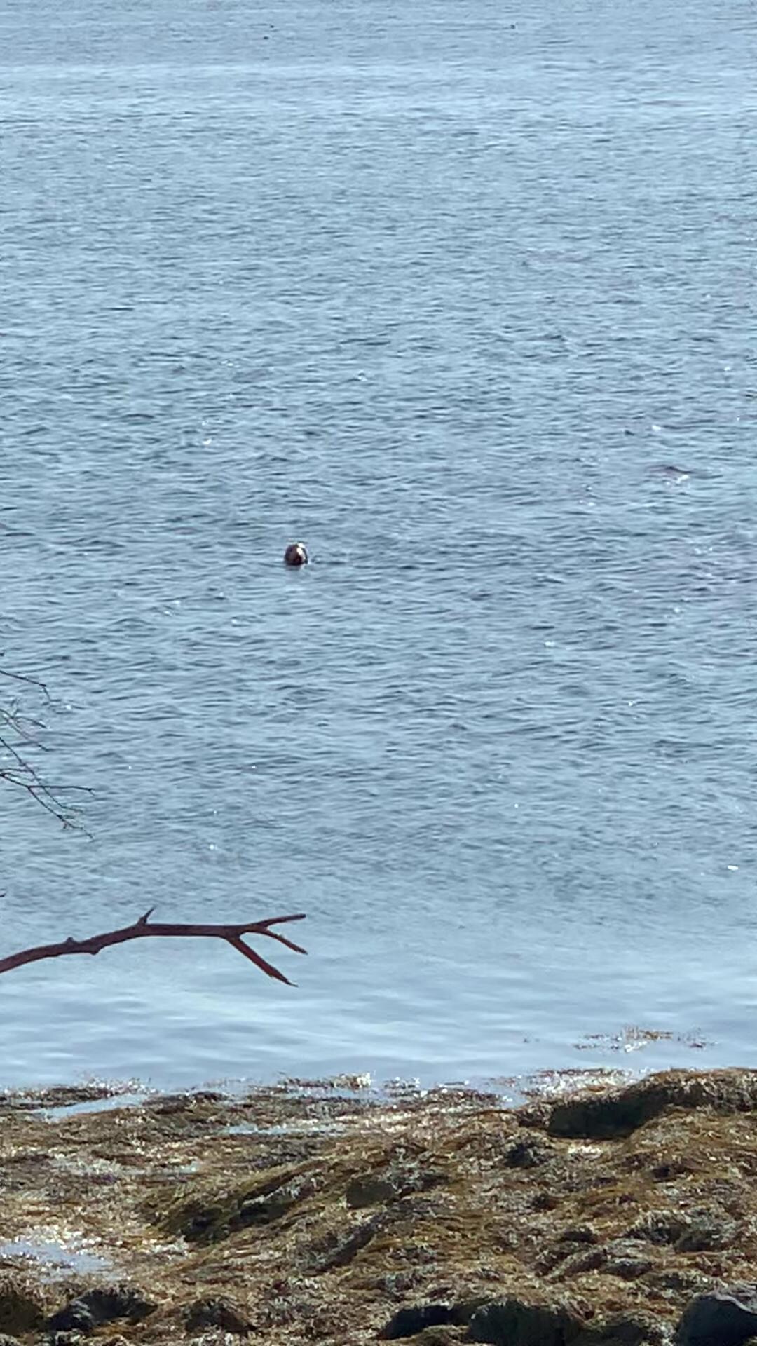 Seal, kind of hard to see.