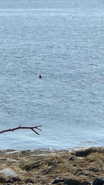 Seal, kind of hard to see.