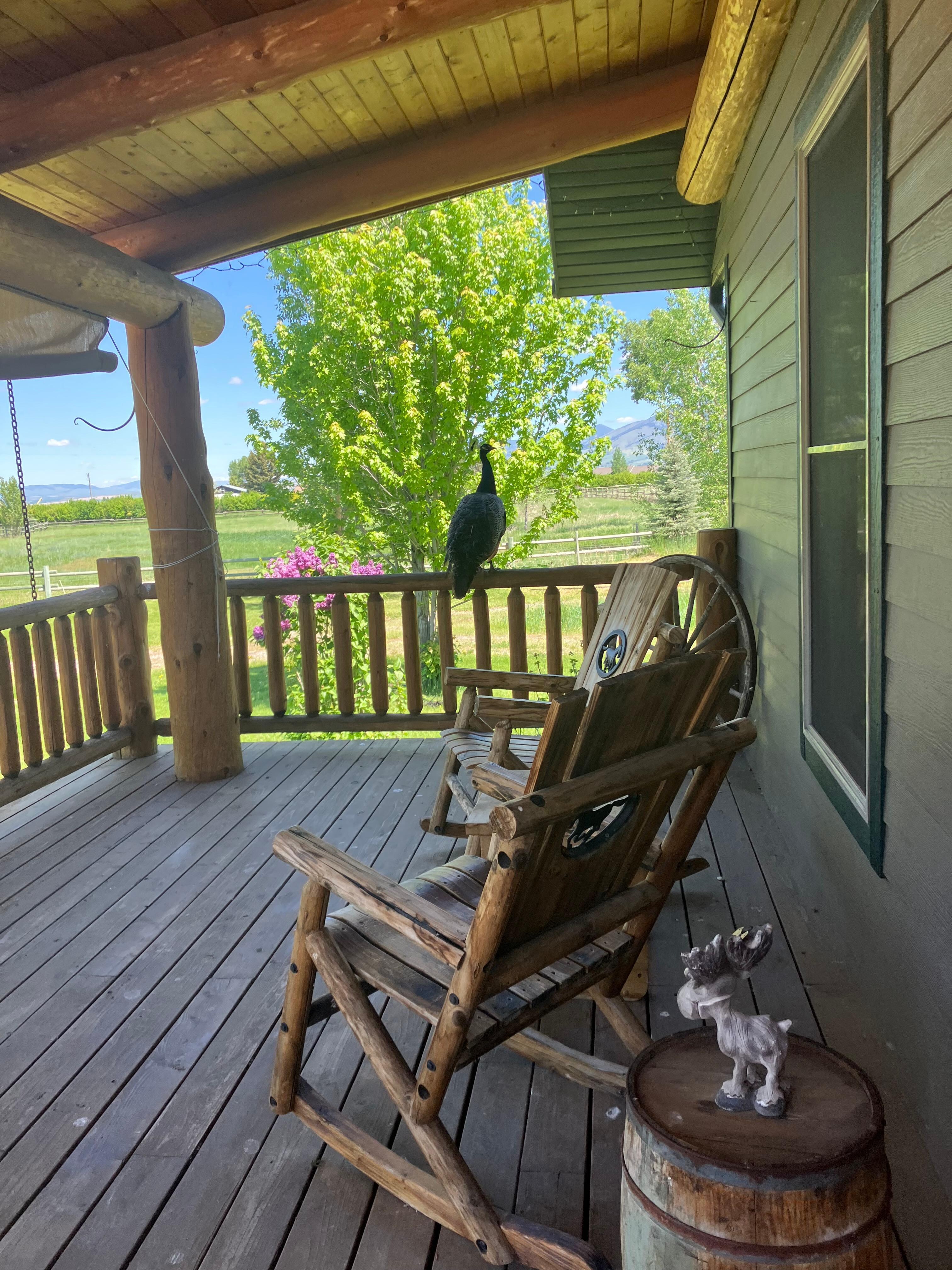 Peacock visits
